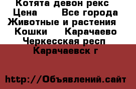 Котята девон рекс › Цена ­ 1 - Все города Животные и растения » Кошки   . Карачаево-Черкесская респ.,Карачаевск г.